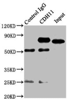 Invitrogen CDH11 Polyclonal Antibody 100 &mu;L; Unconjugated:Antibodies,