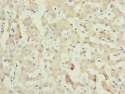 Invitrogen C8A Polyclonal Antibody 100 &mu;L; Unconjugated:Antibodies,