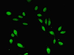Invitrogen Cdc45L Polyclonal Antibody 100 &mu;L; Unconjugated:Antibodies,