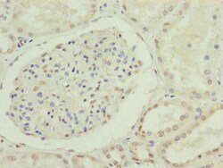 Invitrogen Cdc45L Polyclonal Antibody 100 &mu;L; Unconjugated:Antibodies,