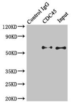 Invitrogen Cdc45L Polyclonal Antibody 100 &mu;L; Unconjugated:Antibodies,