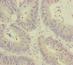 Invitrogen MCCC1 Polyclonal Antibody 100 &mu;L; Unconjugated:Antibodies,
