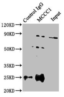 Invitrogen MCCC1 Polyclonal Antibody 100 &mu;L; Unconjugated:Antibodies,