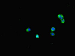 Invitrogen BUBR1 Polyclonal Antibody 100 &mu;g; Unconjugated:Antibodies,
