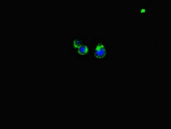 Invitrogen LATS1 Polyclonal Antibody 100 &mu;g; Unconjugated:Antibodies,