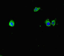 Invitrogen Mup6 Polyclonal Antibody 100 &mu;g; Unconjugated:Antibodies,