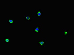 Invitrogen LCE1B Polyclonal Antibody 100 &mu;g; Unconjugated:Antibodies,