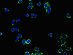 Invitrogen PRDX3 Polyclonal Antibody 100 &mu;g; Unconjugated:Antibodies,