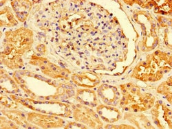 Invitrogen PRDX3 Polyclonal Antibody 100 &mu;g; Unconjugated:Antibodies,