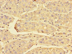Invitrogen PRDX3 Polyclonal Antibody 100 &mu;g; Unconjugated:Antibodies,