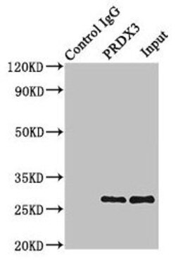 Invitrogen PRDX3 Polyclonal Antibody 100 &mu;g; Unconjugated:Antibodies,