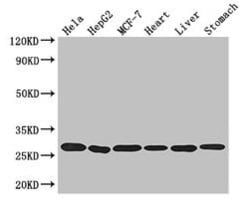 Invitrogen PRDX3 Polyclonal Antibody 100 &mu;g; Unconjugated:Antibodies,