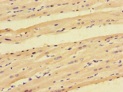 Invitrogen PPP1R12C Polyclonal Antibody 100 &mu;g; Unconjugated:Antibodies,