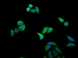 Invitrogen MX1 Polyclonal Antibody 100 &mu;g; Unconjugated:Antibodies,