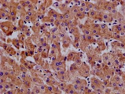 Invitrogen MX1 Polyclonal Antibody 100 &mu;g; Unconjugated:Antibodies,