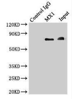 Invitrogen MX1 Polyclonal Antibody 100 &mu;g; Unconjugated:Antibodies,