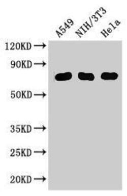 Invitrogen MX1 Polyclonal Antibody 100 &mu;g; Unconjugated:Antibodies,