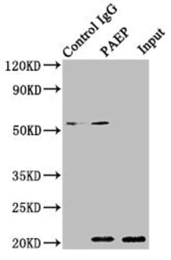 Invitrogen PAEP Polyclonal Antibody 100 &mu;g; Unconjugated:Antibodies,