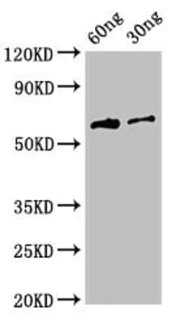 Invitrogen HA Tag Polyclonal Antibody 100 &mu;g; Unconjugated:Antibodies,