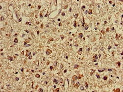 Invitrogen Mitofilin Polyclonal Antibody 100 &mu;g; Unconjugated:Antibodies,