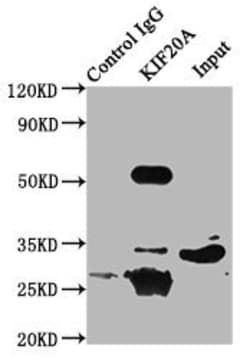 Invitrogen KIF20A Polyclonal Antibody 100 &mu;g; Unconjugated:Antibodies,