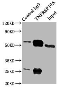 Invitrogen DR4 Polyclonal Antibody 100 &mu;g; Unconjugated:Antibodies,