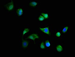 Invitrogen C19orf12 Polyclonal Antibody 100 &mu;g; Unconjugated:Antibodies,