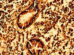 Invitrogen GSX1 Polyclonal Antibody 100 &mu;g; Unconjugated:Antibodies,