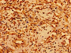 Invitrogen GSX1 Polyclonal Antibody 100 &mu;g; Unconjugated:Antibodies,