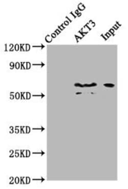 Invitrogen AKT3 Polyclonal Antibody 100 &mu;g; Unconjugated:Antibodies,