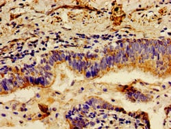 Invitrogen LCT Polyclonal Antibody 100 &mu;g; Unconjugated:Antibodies,