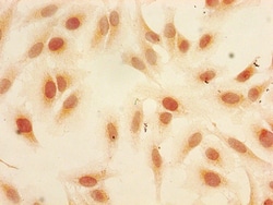 Invitrogen H3K9me1 Polyclonal Antibody 100 &mu;L; Unconjugated:Antibodies,