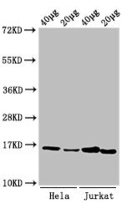 Invitrogen H3K9me1 Polyclonal Antibody 100 &mu;L; Unconjugated:Antibodies,