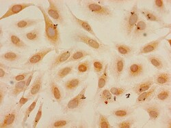 H3K27me1 Polyclonal Antibody:Antibodies, Polyclonal