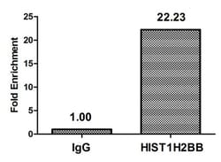 Invitrogen Acetyl-HIST1H2BB (Lys5) Polyclonal Antibody 100 &mu;L; Unconjugated:Antibodies,