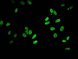 Invitrogen Acetyl-HIST1H2BB (Lys5) Polyclonal Antibody 100 &mu;L; Unconjugated:Antibodies,