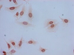 Invitrogen Acetyl-HIST1H2BB (Lys5) Polyclonal Antibody 100 &mu;L; Unconjugated:Antibodies,
