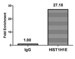 Invitrogen Di-methyl-Histone H1.4 (Lys16) Polyclonal Antibody 100 &mu;L;