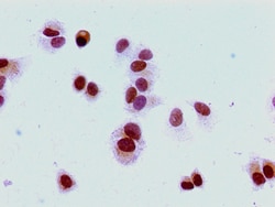 Invitrogen Di-methyl-Histone H1.4 (Lys16) Polyclonal Antibody 100 &mu;L;