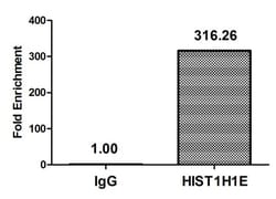 Invitrogen Acetyl-Histone H1.4 (Lys33) Polyclonal Antibody 100 &mu;L | Buy Online | Invitrogen&trade; | Fisher Scientific