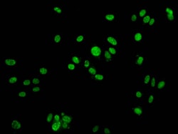 Invitrogen Phospho-Histone H2A (Tyr142) Polyclonal Antibody 100 &mu;L;