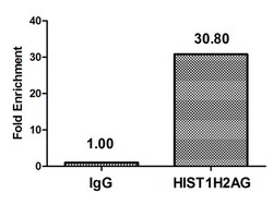 Invitrogen Mono-methyl-HIST1H2AG (Lys9) Polyclonal Antibody 100 &mu;L;