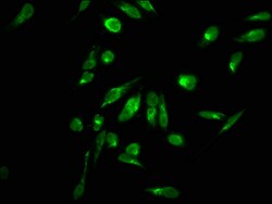 Invitrogen Di-methyl-HIST1H2AG (Arg11) Polyclonal Antibody 100 &mu;L; Unconjugated:Antibodies,