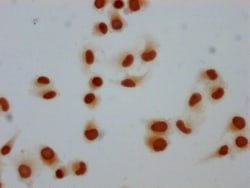 Invitrogen Mono-methyl-Histone 1F0 (Lys81) Polyclonal Antibody 100 &mu;L;