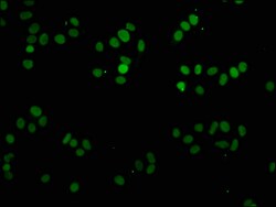 Invitrogen Mono-methyl-Histone 1F0 (Lys81) Polyclonal Antibody 100 &mu;L;