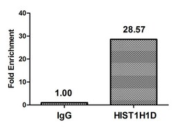 Invitrogen Phospho-Histone H1.3 (Thr179) Polyclonal Antibody 100 &mu;L | Buy Online | Invitrogen&trade; | Fisher Scientific
