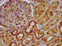 Invitrogen OCC1 Polyclonal Antibody 100 &mu;g; Unconjugated:Antibodies,