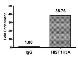 Invitrogen H3K18cr Polyclonal Antibody 100 &mu;L | Buy Online | Invitrogen&trade; | Fisher Scientific