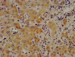 Invitrogen Complement C4 Polyclonal Antibody 100 &mu;g; Unconjugated:Antibodies,