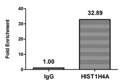 Invitrogen H4K5me1 Polyclonal Antibody 100 &mu;L; Unconjugated:Antibodies,